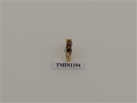 藏品(蓬萊角肩花天牛)的圖片